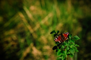 butterfly