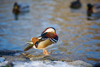 pondering_duck